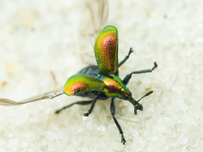 Byctiscus populi (Linnaeus, 1758)